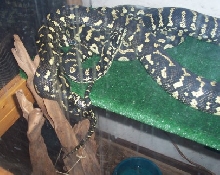Jungles Breeding