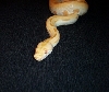 My new albino green burm from NERD