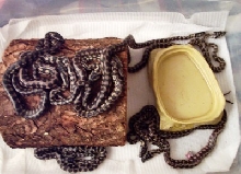 More JCP hatchlings