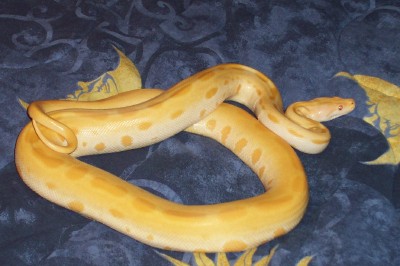 my male albino green burmese python