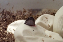 JCP  hatching