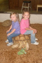 my little girls with a tortoise