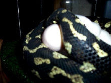 Another Shot of female JCP laying eggs!!