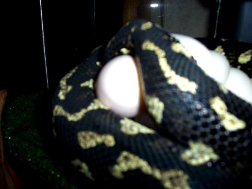 Another Shot of female JCP laying eggs!!