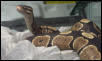 Monty thinks he is a cobra