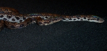 My Brazilian rainbow boas