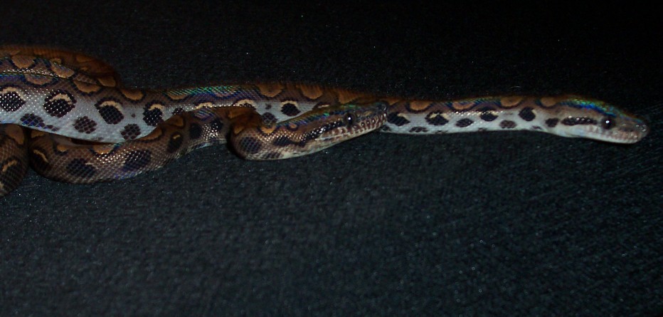 My Brazilian rainbow boas