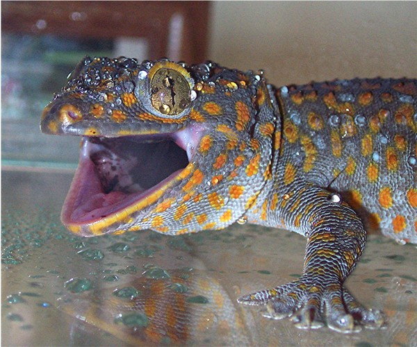 gecko2