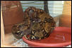 Honduran Boa