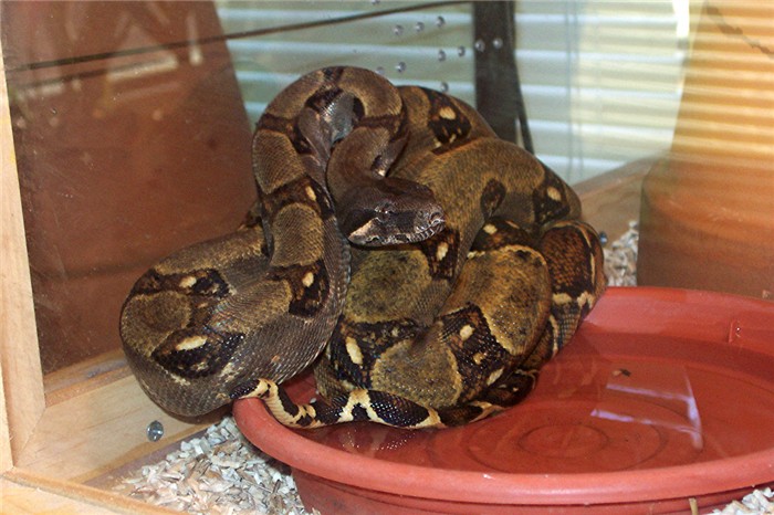 Honduran Boa