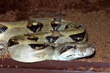 boa
