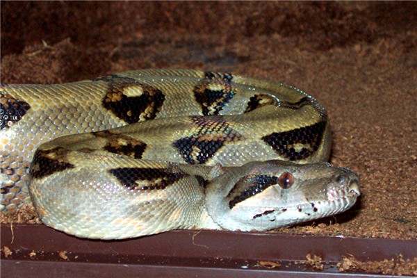 boa