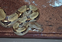 boa3
