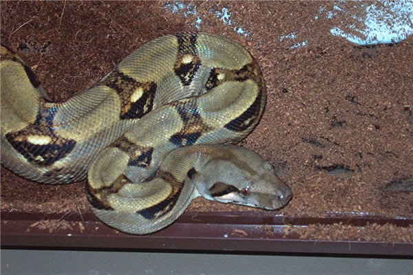 boa3