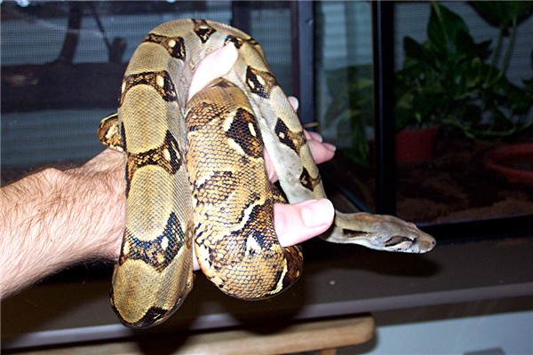 boa4