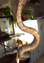 boa