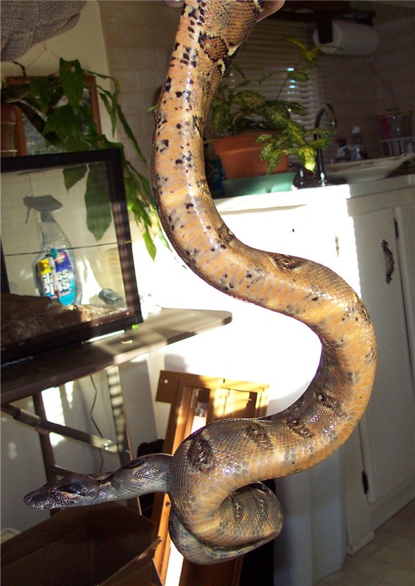 boa