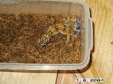Orange Female