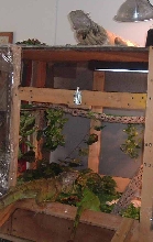 Boris(top), and Sam-N-Ella eating