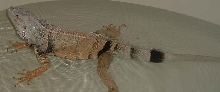 Boris swimming