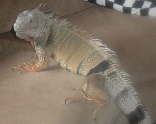 new iggy Boris