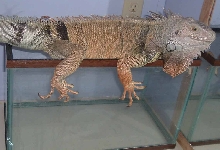 Tank too small???