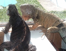 Chaos and Boris