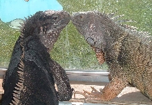 Chaos and Boris again