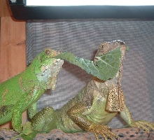 Sam-N-Ella eating