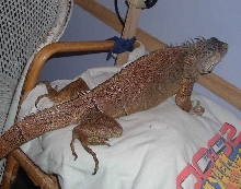 Zepher at sitters