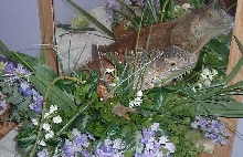 Zepher in flower basket