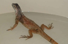 Zephyr taking a swim