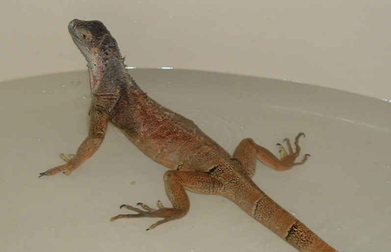 Zephyr taking a swim