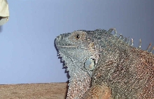 closeup of Zephyr