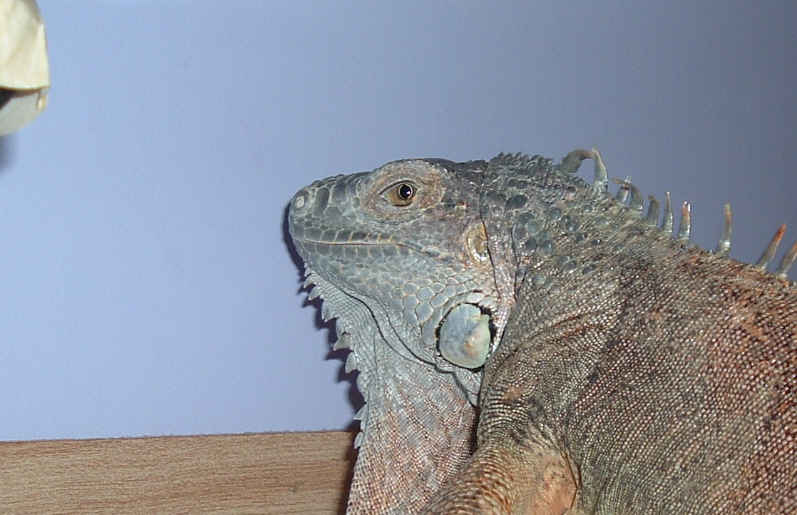 closeup of Zephyr