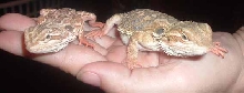 beardies
