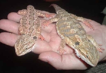 beardies2