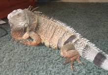another of Boris