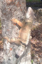 Boris climbing a tree