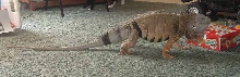 boris showing off