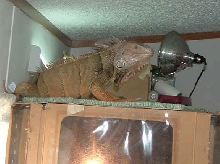 Boris on top of cage