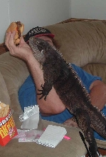 meatasaurus