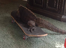 Chaos riding a skateboard
