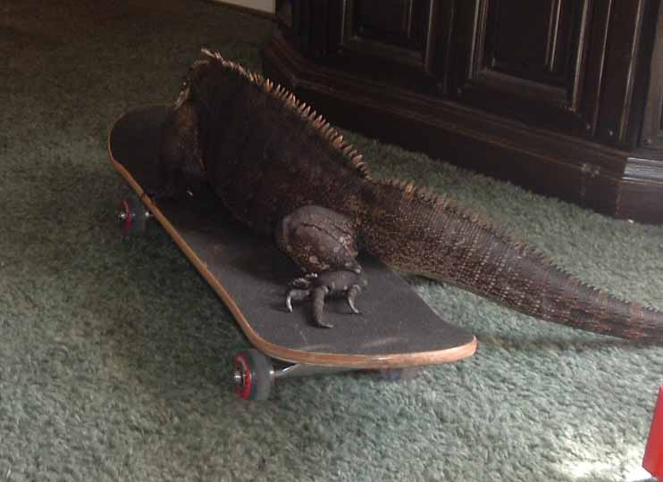 Chaos riding a skateboard