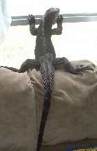 chaos wants outside