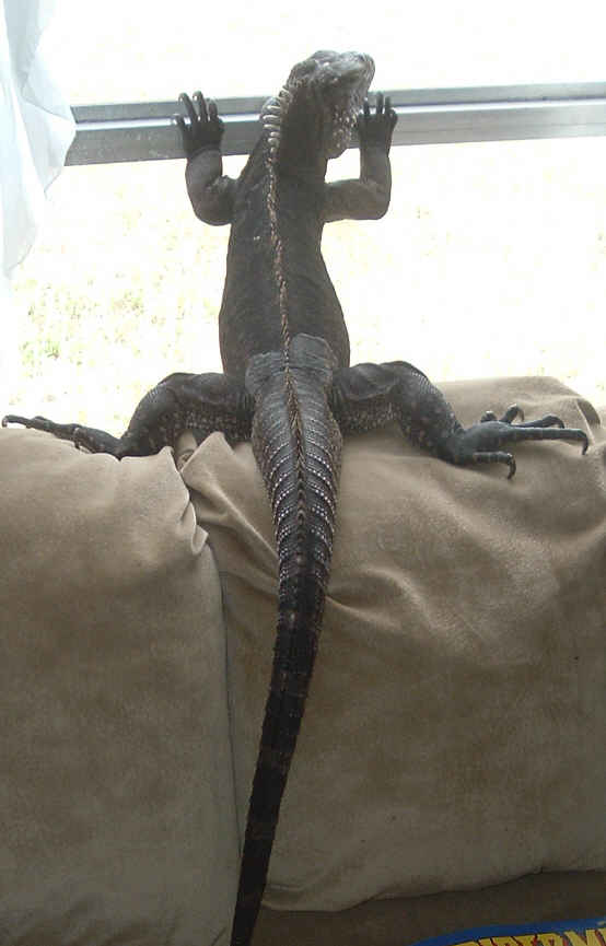chaos wants outside