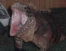 Chaos yawning