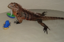 "It's Godzilla!!!"