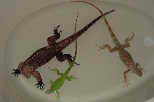 3 in a tub