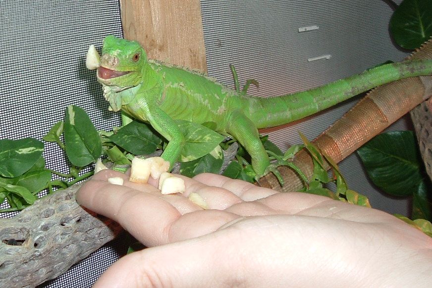 Ed n squash